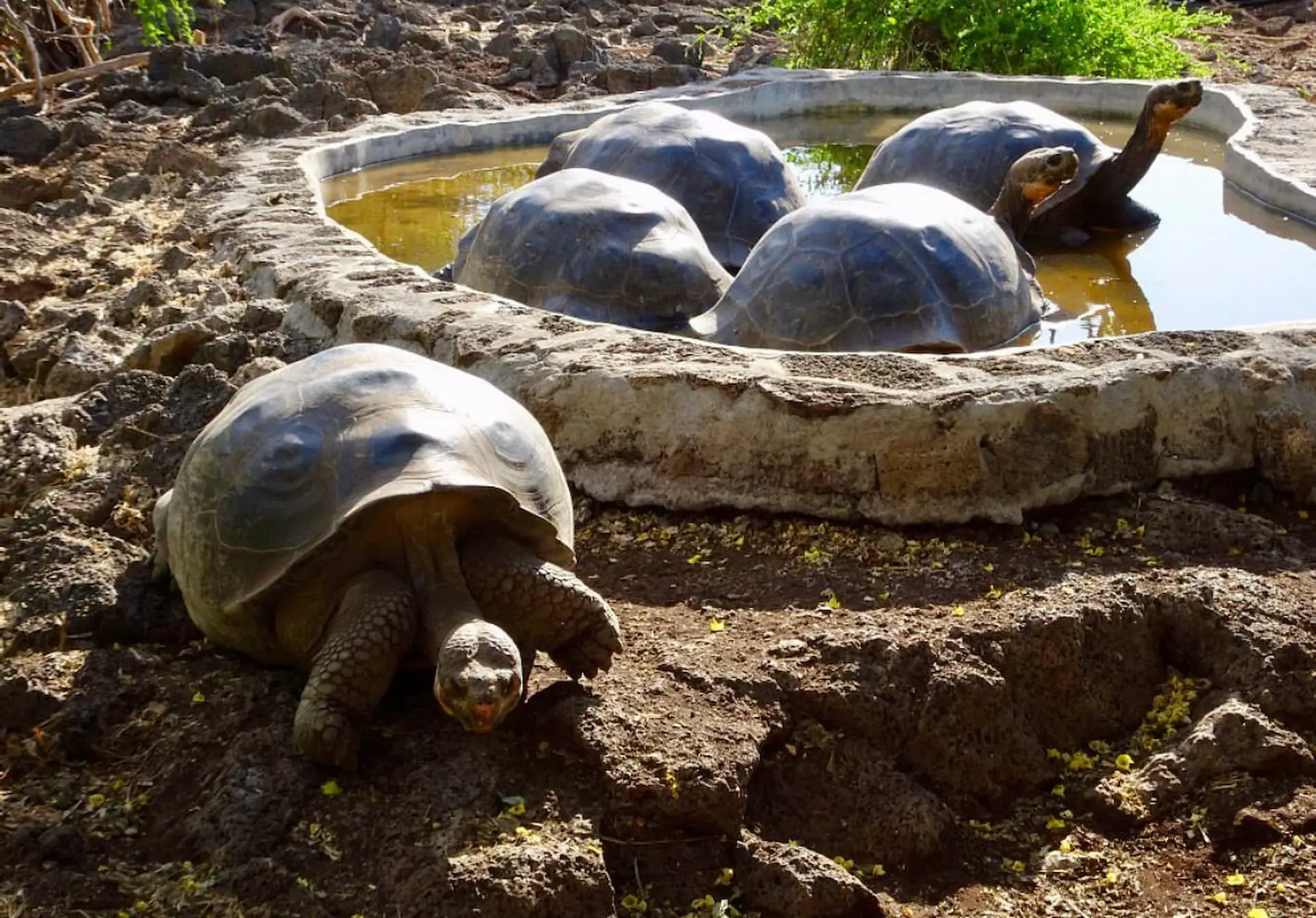 Unique animals you will only see on the Galapagos Islands