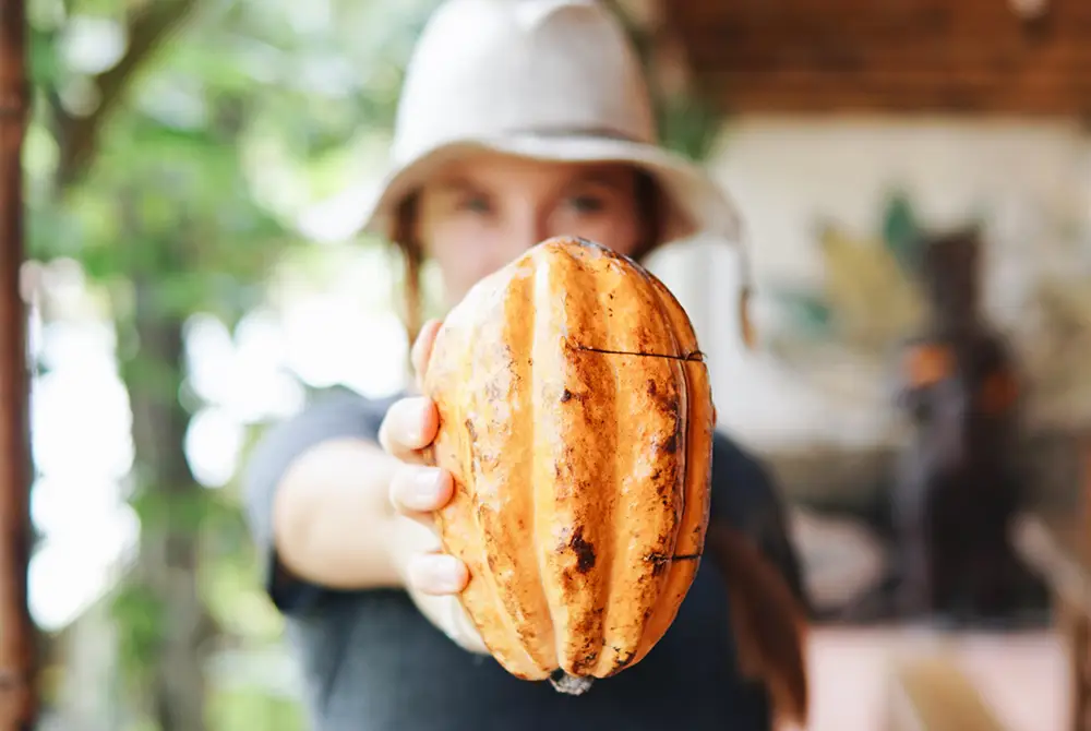 Discovering a chocolate factory