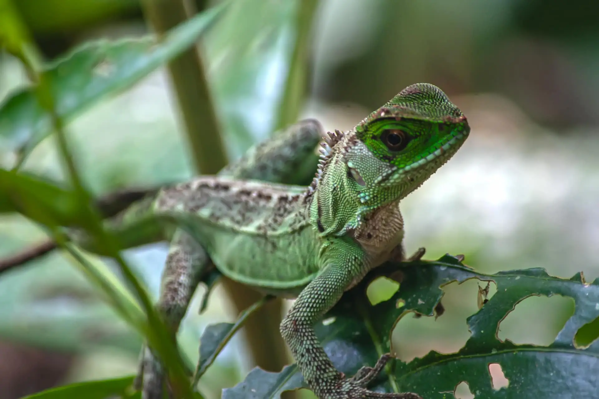 Yasuní Wildlife