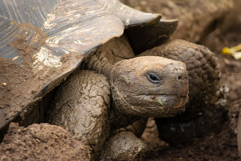 Spotting giant Galapagos tortoises