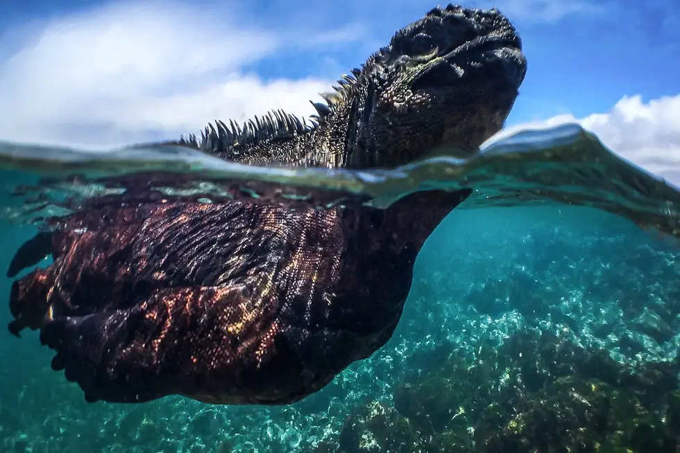 Observing marine iguanas