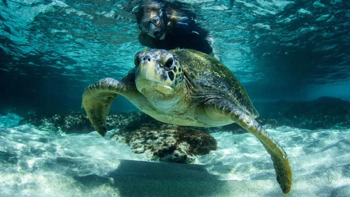 Snorkeling around underwater creatures