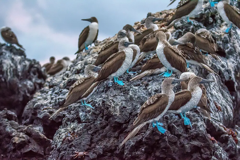 Having a glimpse at tons of blue-footed boobies